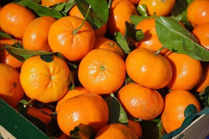 Oranges for orange marmalade